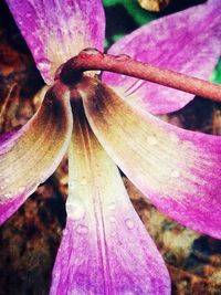 Close-up of pink flowers