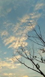 Low angle view of silhouette bare tree against sky