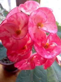 Close-up of pink rose flower