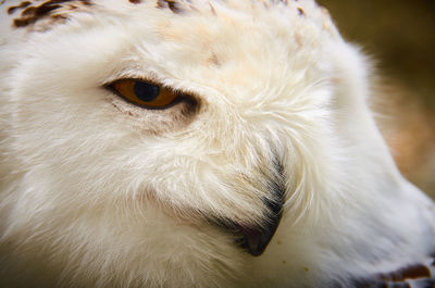 Close-up of a bird looking away