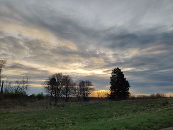 Trees on field against sky during sunset