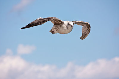 Low angle view of pelican flying against clear sky