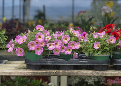 Close-up of pink flowering plants in park