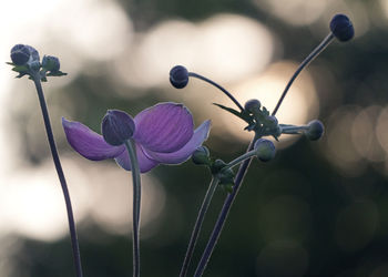 Close-up of purple flowering plant