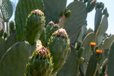 Close-up of plant