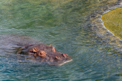 High angle view of turtle swimming in water