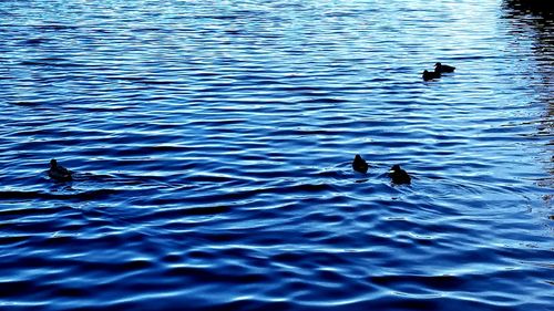 Ducks swimming in lake