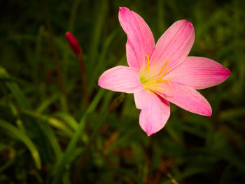 Close-up of pink flower