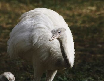 Close-up of pelican