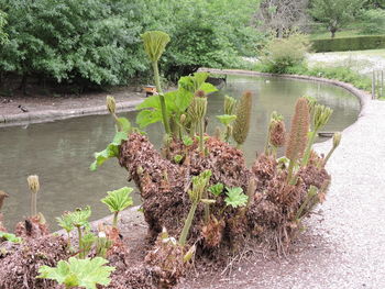 Plants growing in a lake