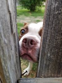 Close-up of dog peeking through wood fence