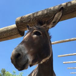 Low angle view of horse against clear sky