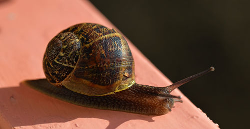 Close-up of snail