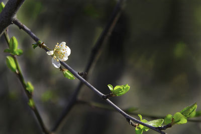 Close-up of white flowering plant