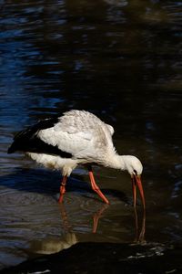 Side view of a bird drinking water