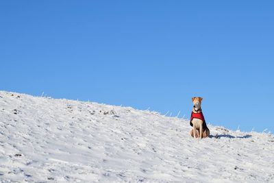 Dog on snow covered mountain against clear blue sky