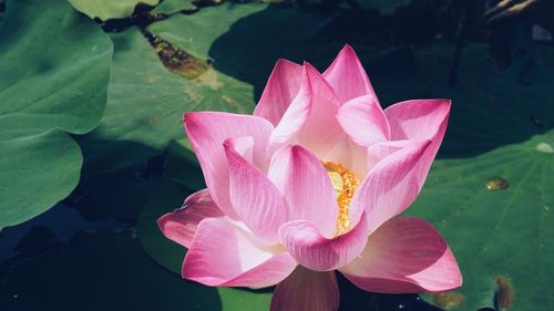 Close-up of pink water lily in lake