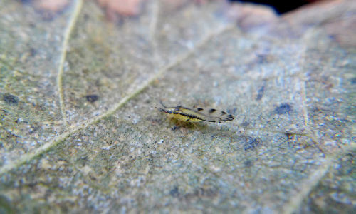 Insect on leaf