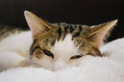 Close-up portrait of cat