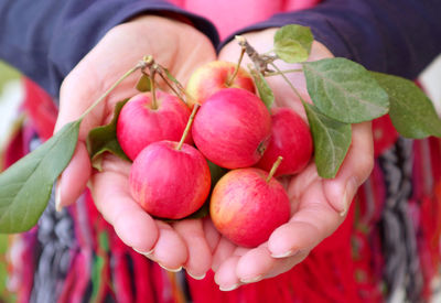 Heap of fresh ripe tiny crab apple fruits in woman's hands