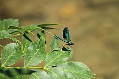 Close-up of insect on plant