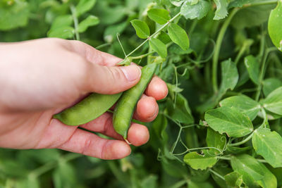 Close-up of hand holding tomato