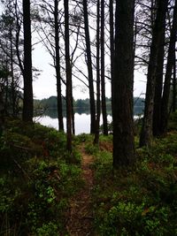 Trees in forest