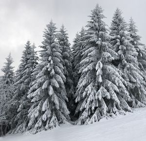 Snow covered pine trees in forest during winter