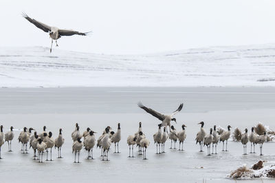 Black-necked cranes on frozen lakeshore