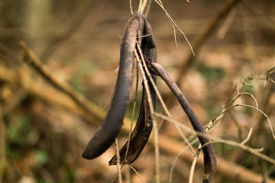 Close-up of plant