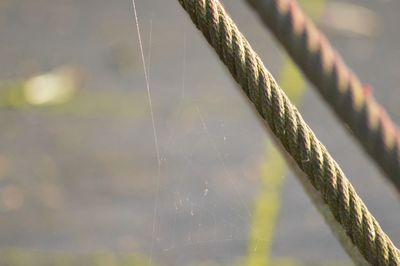 Close-up of spider web by climbing frame cable