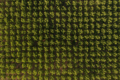 Amazing poplars aerial view in the countryside