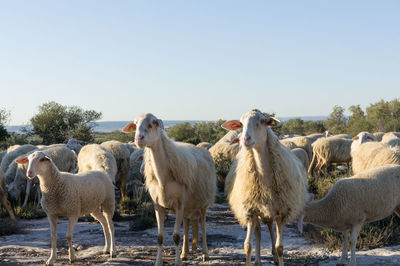 Sheep grazing on field against clear sky