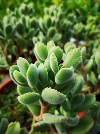 Close-up of succulent plant