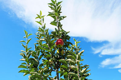 Low angle view of fruits on tree against sky