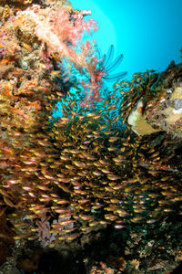 Fish swimming in sea