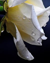 Close-up of flower against water