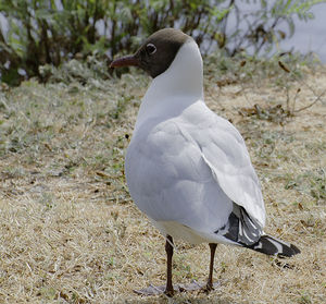 Close-up of bird perching on field