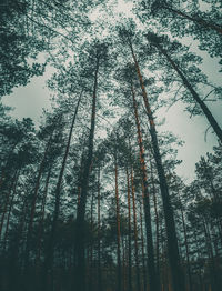 Low angle view of bamboo trees in forest