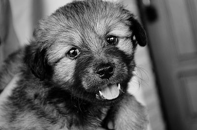 Close-up portrait of puppy