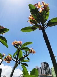 Low angle view of a tree