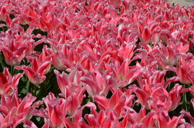 Close-up of pink flowering plants