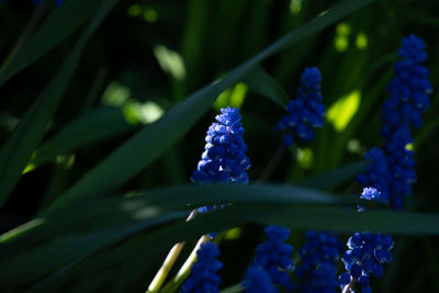 Close-up of purple flowering plant