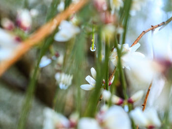 Close-up of white flowering plant