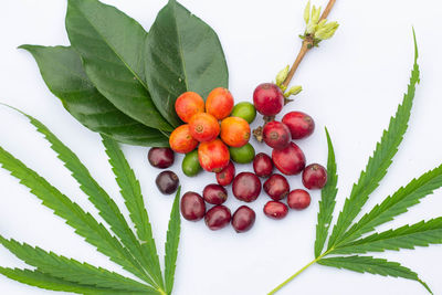 Close-up of fresh fruits on plant against white background