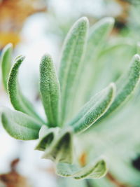 Close-up of succulent plant