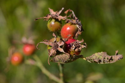 Close-up of berries on tree