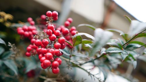 Close-up of red berries growing on tree