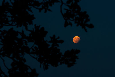 Low angle view of silhouette tree against sky at night