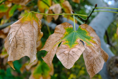 Close-up of autumn leaf